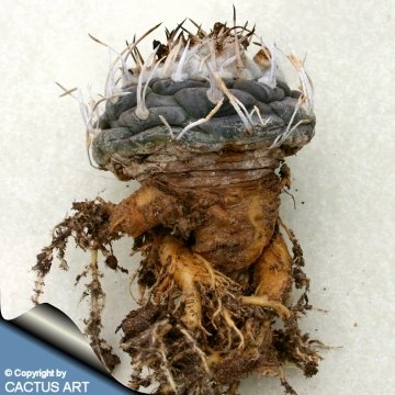 7430 cactus-art Cactus Art