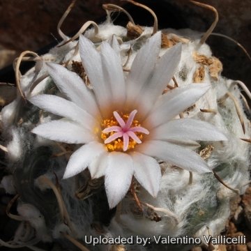 5985 valentino Valentino Vallicelli