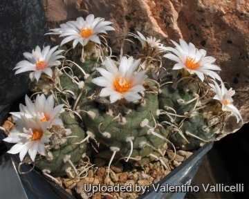 8884 valentino Valentino Vallicelli