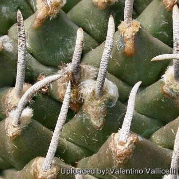 3650 valentino Valentino Vallicelli