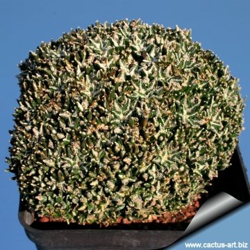 3706 cactus-art Cactus Art
