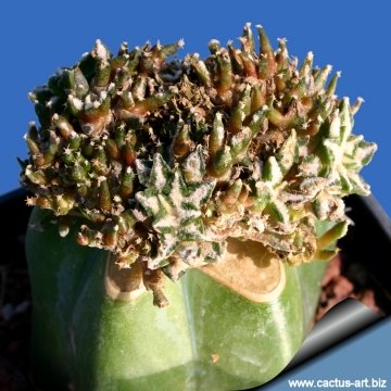 3707 cactus-art Cactus Art