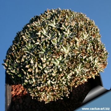 3708 cactus-art Cactus Art