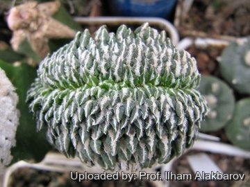 22292 Ilham Prof. Ilham Alakbarov