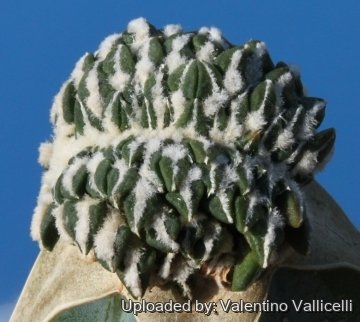 3709 valentino Valentino Vallicelli