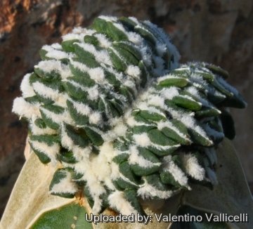 3710 valentino Valentino Vallicelli