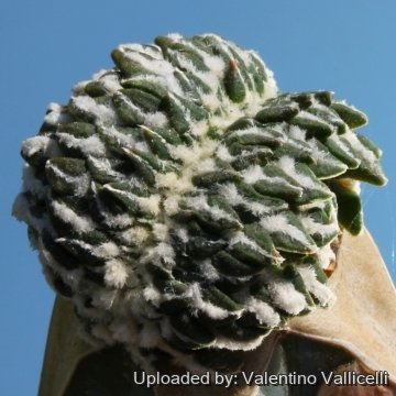 7470 valentino Valentino Vallicelli