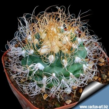 4219 cactus-art Cactus Art