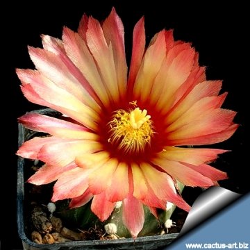 15117 cactus-art Cactus Art