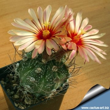 15119 cactus-art Cactus Art