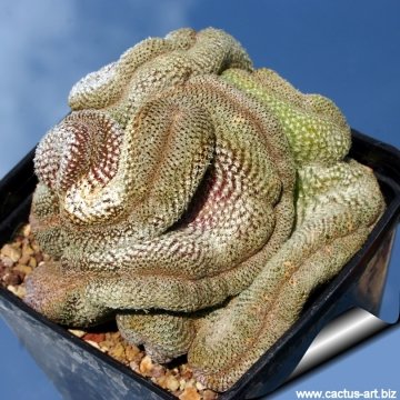 3925 cactus-art Cactus Art