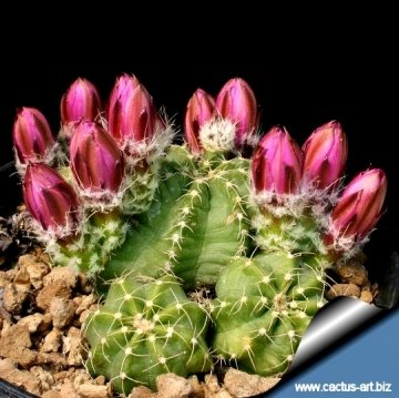 14173 cactus-art Cactus Art