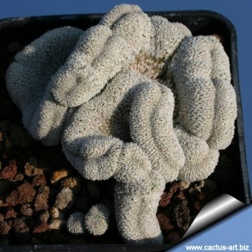 3934 cactus-art Cactus Art
