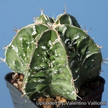 16968 valentino Valentino Vallicelli