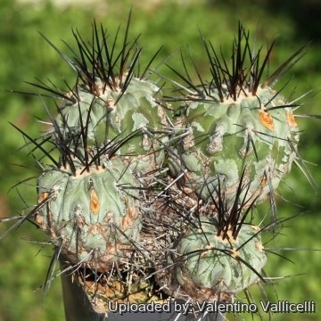 18236 valentino Valentino Vallicelli