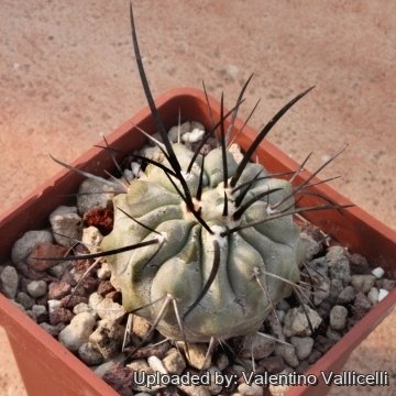 5101 valentino Valentino Vallicelli