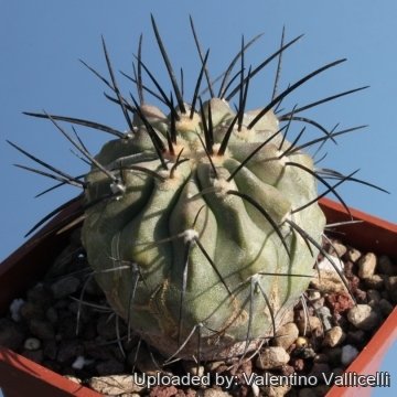 5102 valentino Valentino Vallicelli