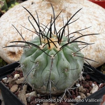 5103 valentino Valentino Vallicelli