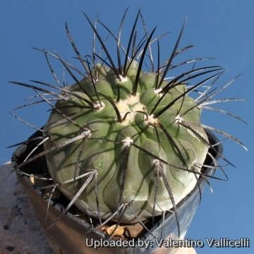 9154 valentino Valentino Vallicelli