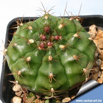 4094 cactus-art Cactus Art