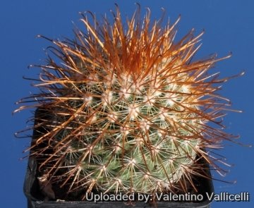 4181 valentino Valentino Vallicelli