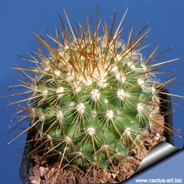 4184 cactus-art Cactus Art