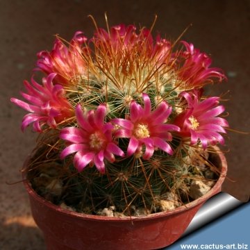 4185 cactus-art Cactus Art
