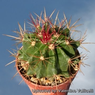 13264 valentino Valentino Vallicelli