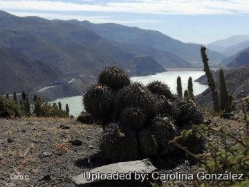 26213 carolina Carolina González