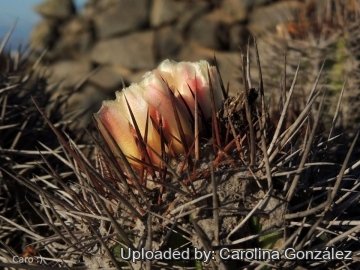26235 carolina Carolina González
