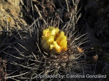 26236 carolina Carolina González