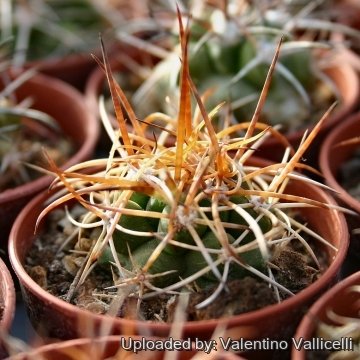 4608 valentino Valentino Vallicelli