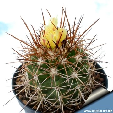 4611 cactus-art Cactus Art