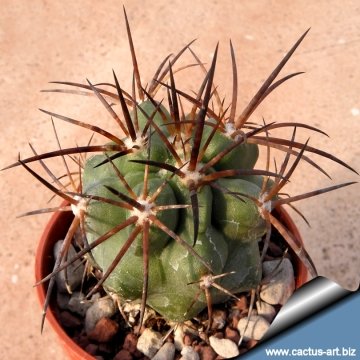 4612 cactus-art Cactus Art