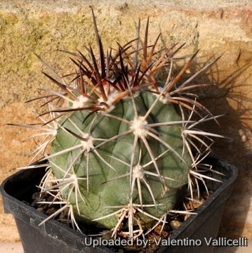 4614 valentino Valentino Vallicelli