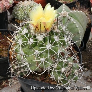 8702 valentino Valentino Vallicelli