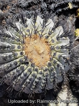 30235 RapCactus Raimondo Paladini