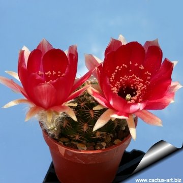 12452 cactus-art Cactus Art