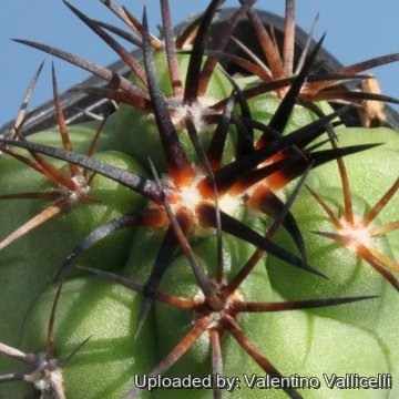 14762 valentino Valentino Vallicelli