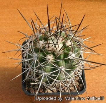 14666 valentino Valentino Vallicelli