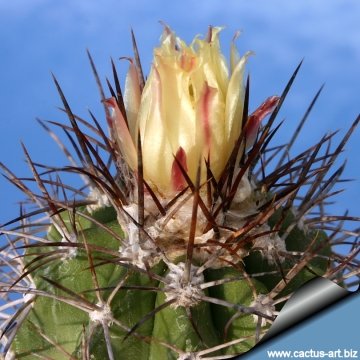 14668 cactus-art Cactus Art