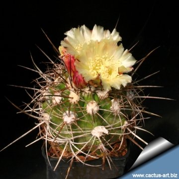 14671 cactus-art Cactus Art
