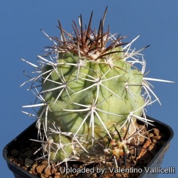 8507 valentino Valentino Vallicelli