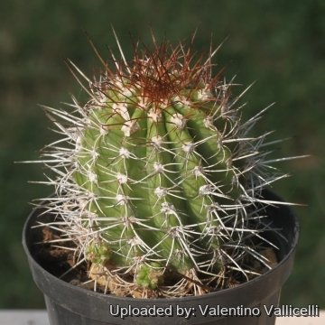 18183 valentino Valentino Vallicelli