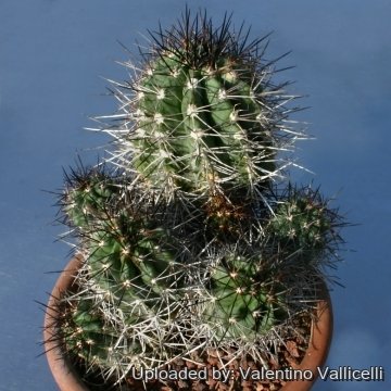 9149 valentino Valentino Vallicelli