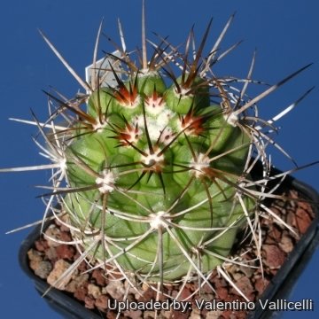 9152 valentino Valentino Vallicelli