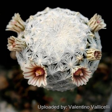 5928 valentino Valentino Vallicelli