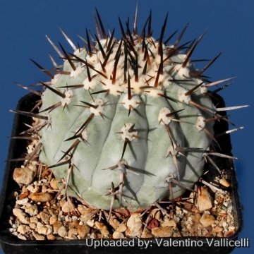 7822 valentino Valentino Vallicelli