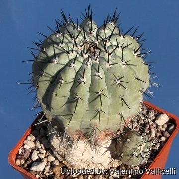 9963 valentino Valentino Vallicelli