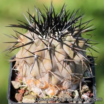 21346 valentino Valentino Vallicelli